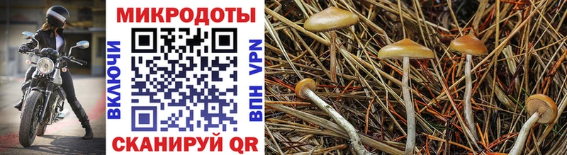 где купить наркоту  Кузнецк  Псилоцибиновые грибы MAGIC MUSHROOMS 